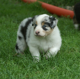 Australian Shepherd Puppy Picture