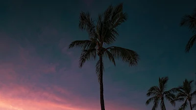 Aesthetic Palm Tree Sunset Beach Wallpaper