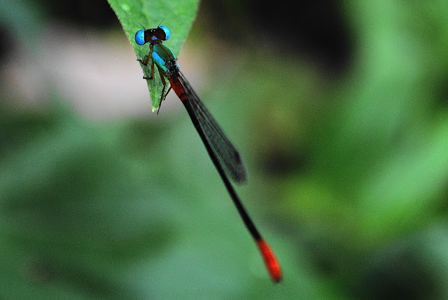 Agriocnemis femina of Borneo Forest Kalimantan Indonesia