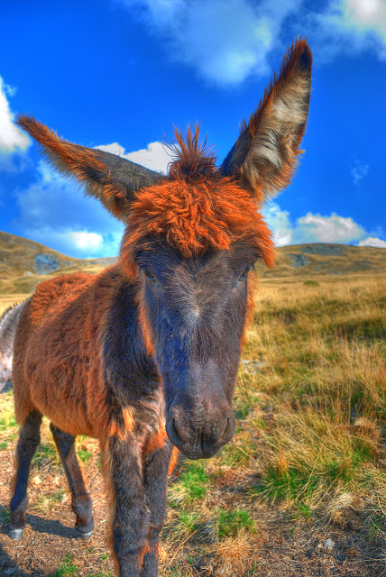 Donkey HDR