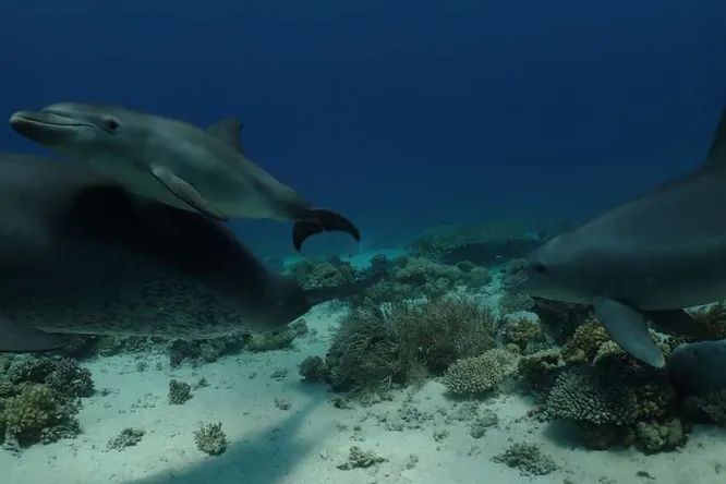 Underwater self-treatment: Dolphins rub against corals to get rid of skin diseases