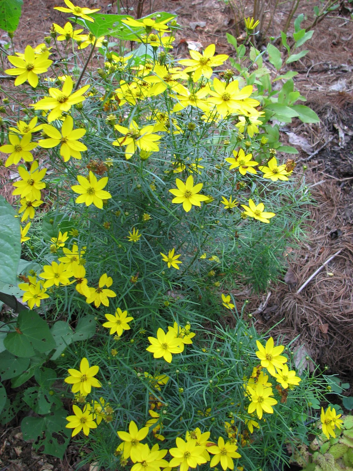 South Burlington, VT flowers-August | South Burlington ...