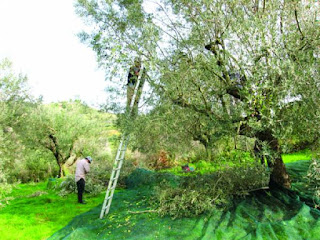 7.500 εργάτες γης χρειάζεται η Μεσσηνί