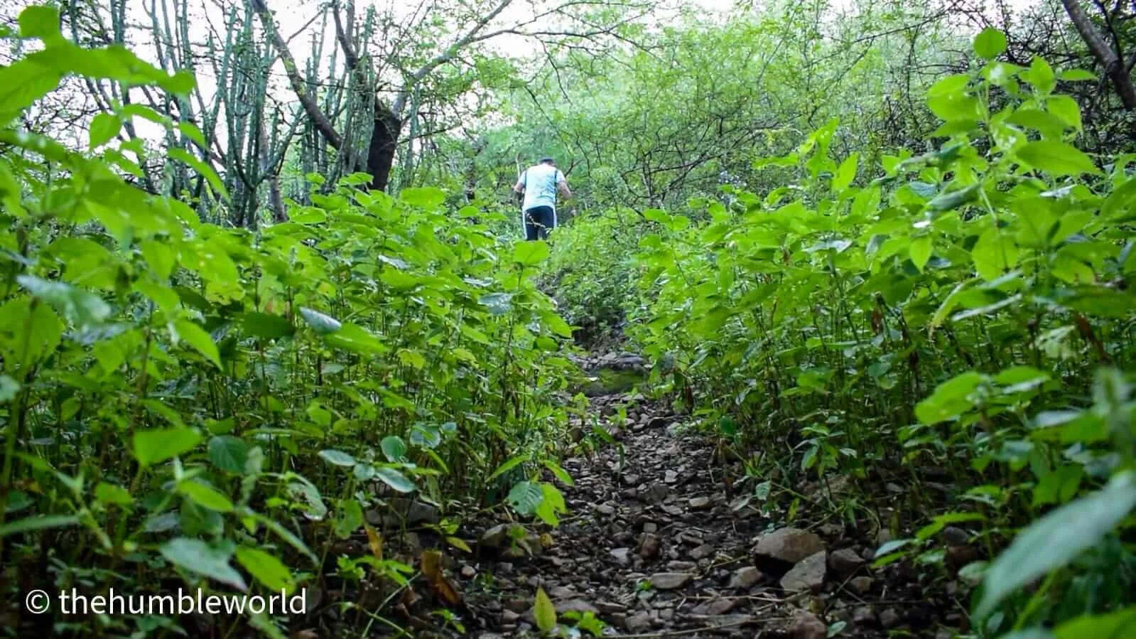 Trek trails fully covered with grass and bushes