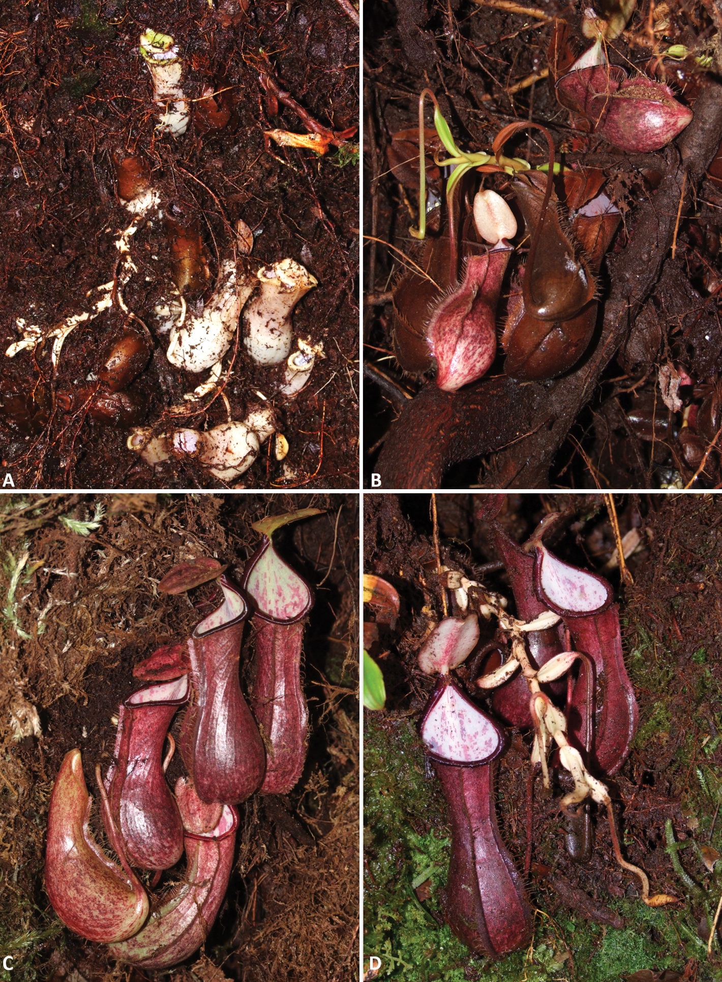 Species New to Science: [Botany • 2022] Nepenthes pudica (Nepenthaceae) First Record of Functional Underground Traps in A Pitcher Plant: A New Species from North Kalimantan, Borneo