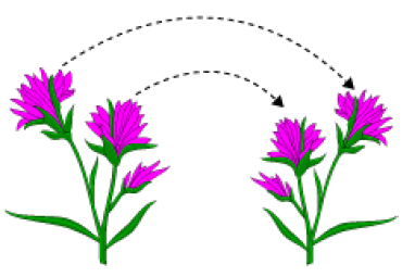 CONCEPT OF HOW DO ORGANISMS REPRODUCE