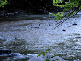 Image of a heron in the Gunpowder River (Maryland, USA) - free to use with attribution to K. R. Smith - file name DSCN0151_KRS_2015_05_14.jpg 