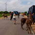 CPRE e PRF realizam “Operação Boiadeiro” e removem 74 animais das rodovias do RN