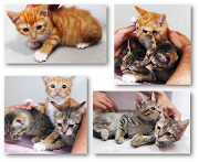 Estes três fotogénicos gatinhos encontramse à sua espera na Clínica .