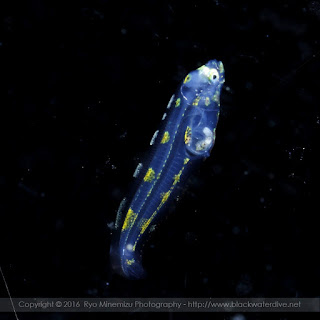 Pleuronectes yokohamae マコガレイの稚魚