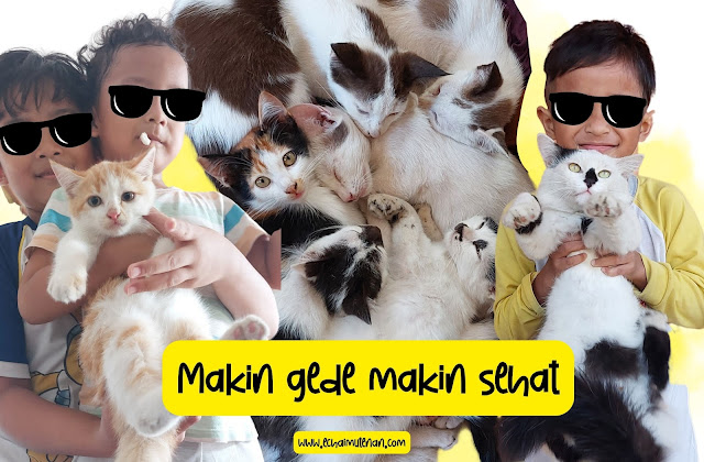 Cleo, Makanan kucing yang Bagus Agar Tambah Sehat