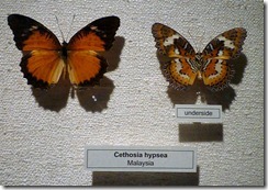 P1170953