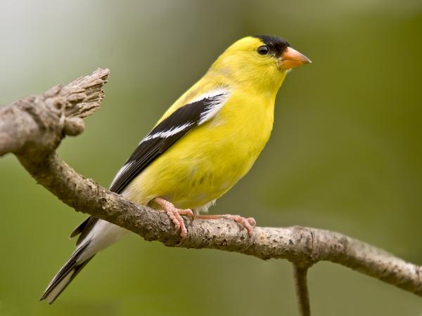 How to Identify a Goldfinch