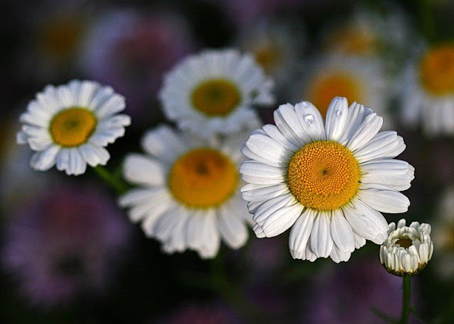 Flowers and Butterflies