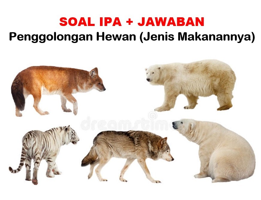 40 Soal Pilihan Ganda Penggolongan Hewan  Jenis Makanannya 