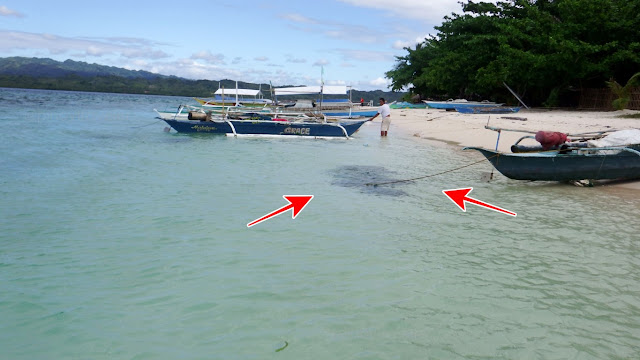 shellfish being kept alive on the beach of Canigao Island, Matalom Leyte