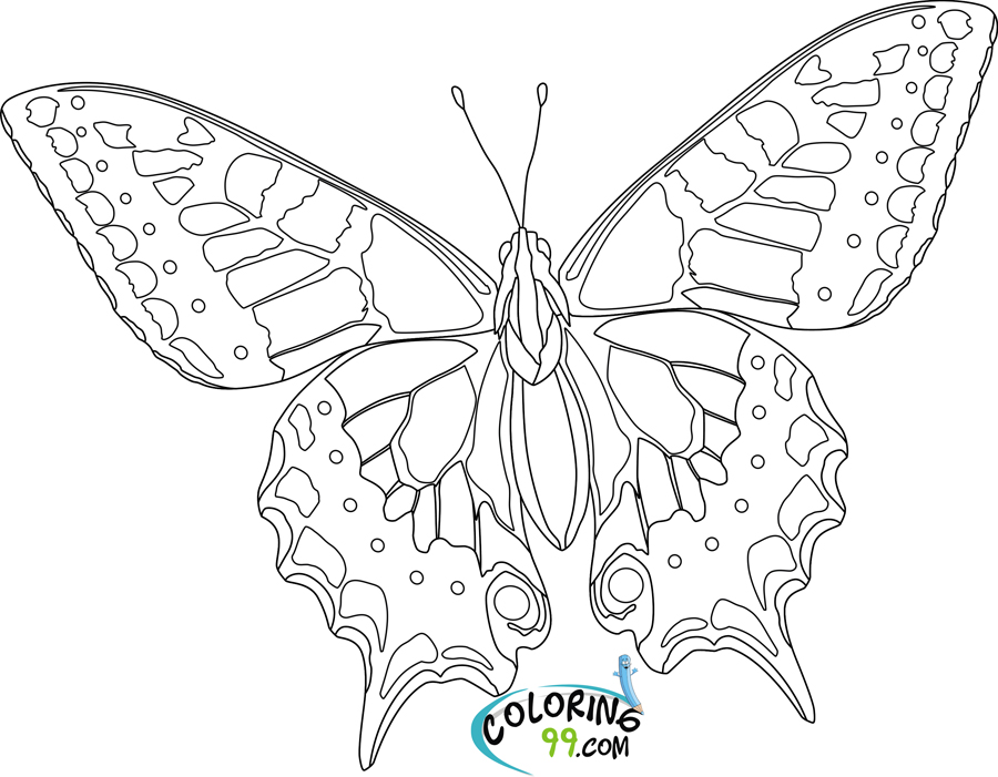  Butterfly  Coloring  Pages  Team colors