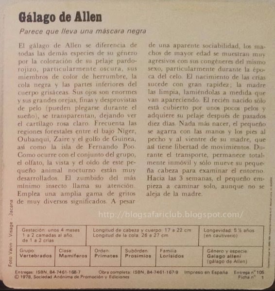 Blog Safari Club, características del Gálago de Allen