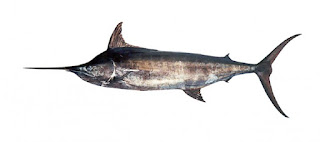 Makaira indica