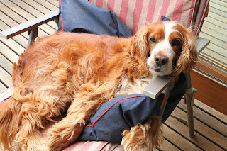 Really cute dog picture of English Cocker Spaniel on deck chair