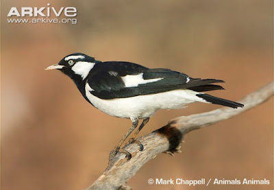 Grallina cyanoleuca