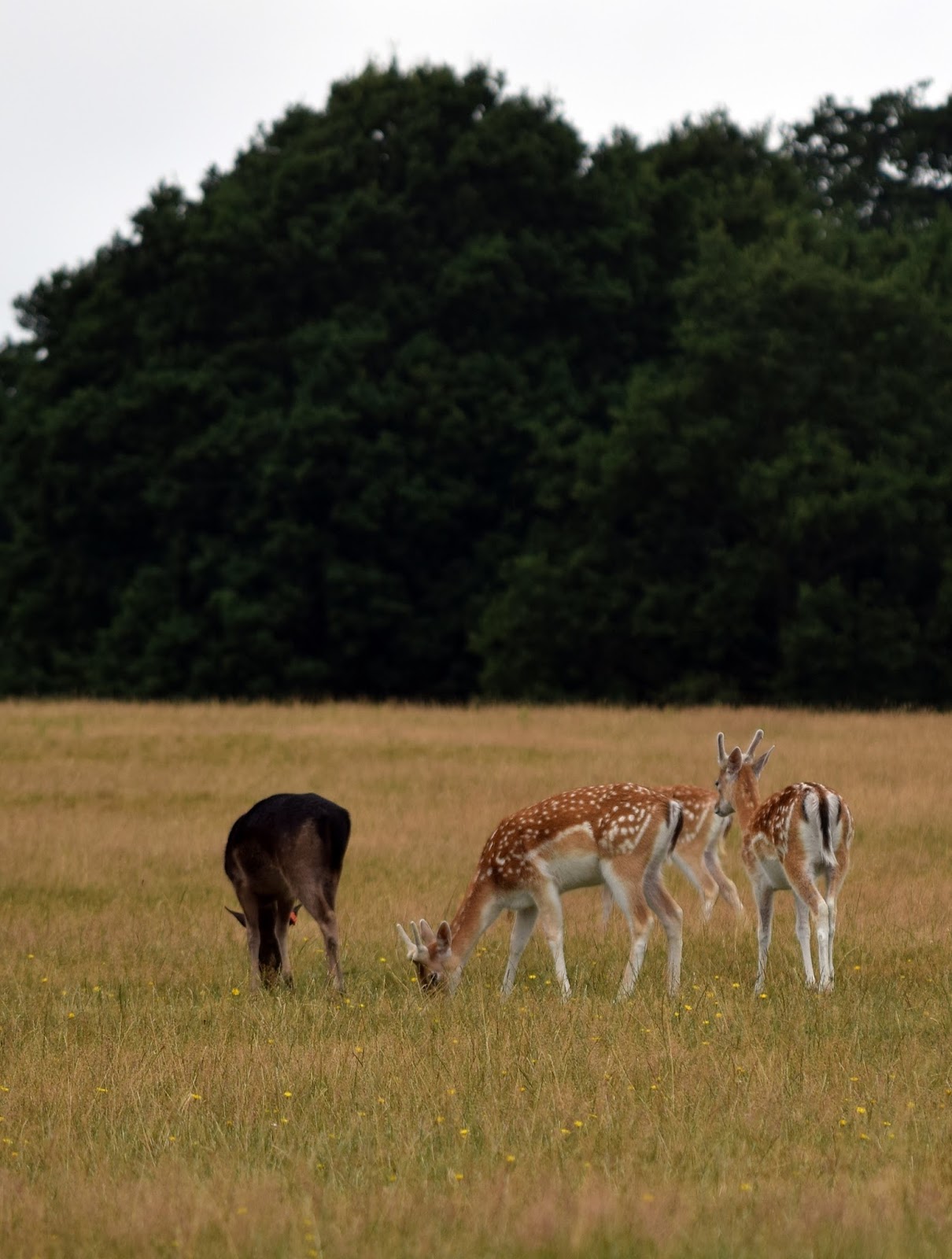 Deers in Richmond Park, London