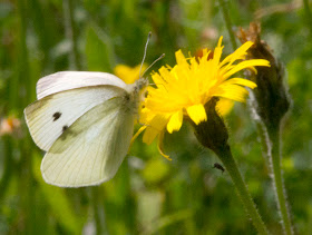 Small White butterfly, Pieris rapae, on Rough Hawkbit, Leontodon hispidus, in the Conservation Field in High Elms Country Park, 15 July 2011.