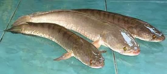 Manfaat Ikan Gabus