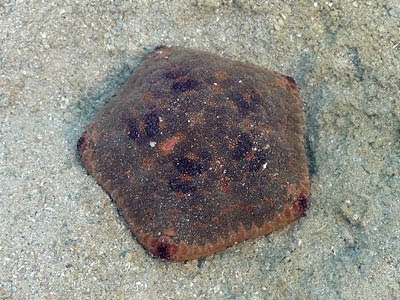 Juvenile Cushion Star (Culcita novaeguineae)