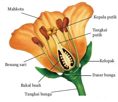 Klasifikasinya dan  Struktur Bunga  Kembang Sepatu  Macam 