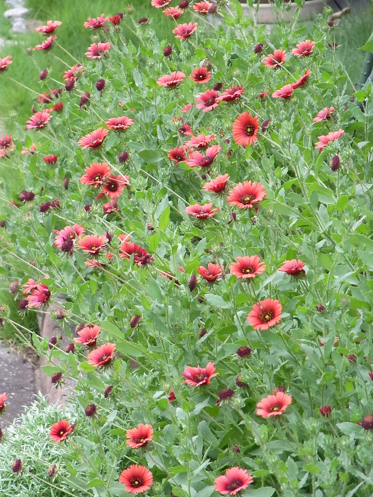 最も欲しかった ガイラルディア 花がら ガイラルディア 花がら摘み Success Blogvpybs