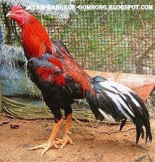  Ayam  Bangkok Aduan Muda Cara Merawat dan Memelihara Ayam  