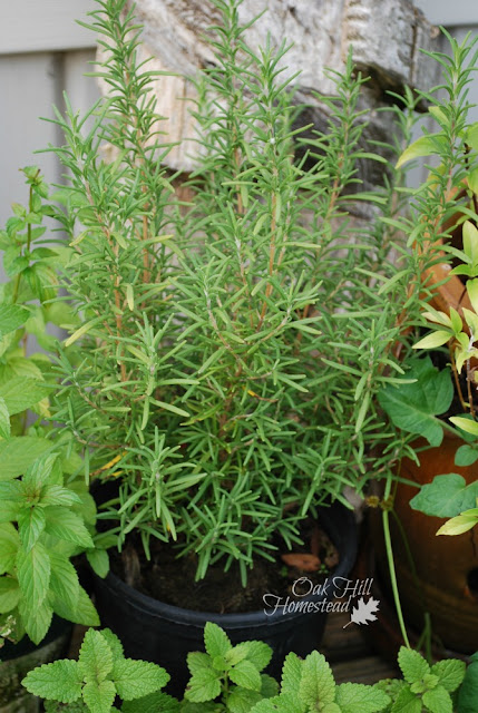 Grow a new rosemary plant from cuttings.