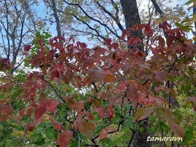 Бересклет малоцветковый (Euonymus pauciflorus)