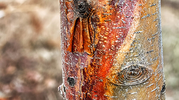 Splitting tree bark from southwest winter injury and sunscald