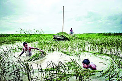 জলবায়ু পরিবর্তনের প্রভাব, গ্রীষ্মে বর্ষার আলামত by আব্দুল আলীম