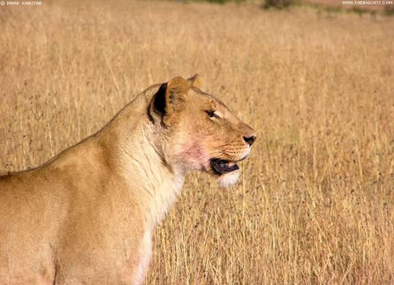 Lion|Dangerous, African Lion, Beautiful Lion, Forest, Park Family Felidae Lion, Big Cats, Big Teeth Lion