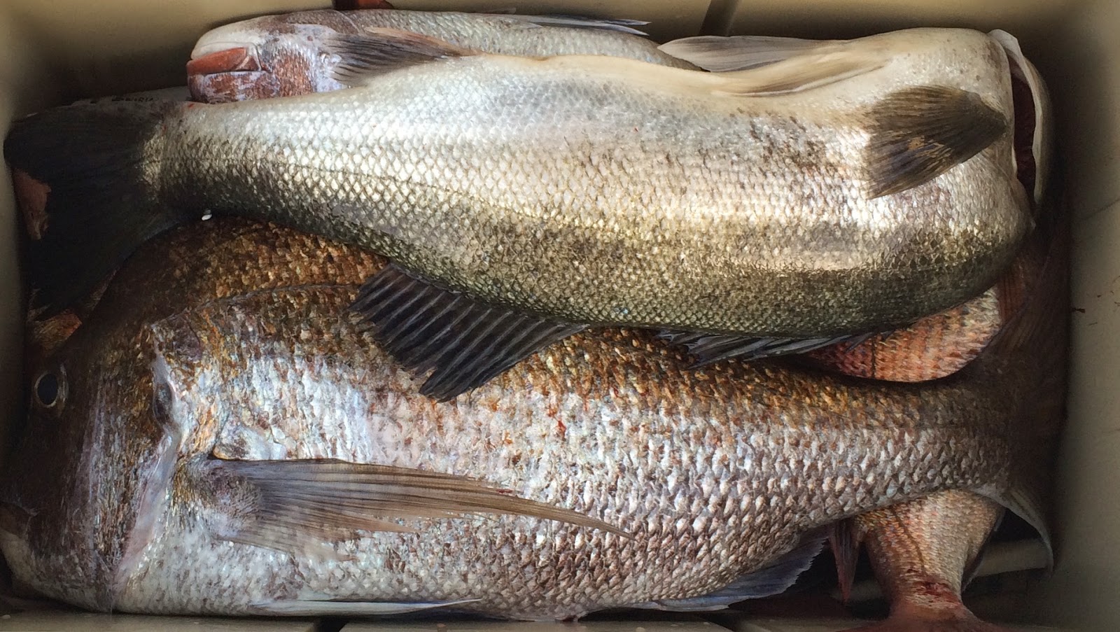 明石 ジギング 鯛ラバ ドテラ好き 小豆島の春編 鯛ラバ