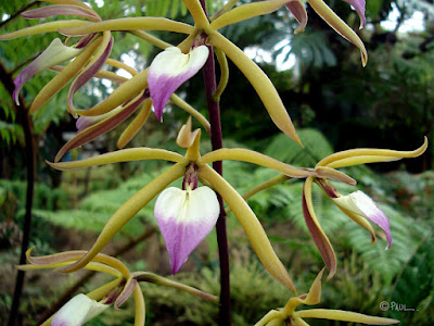Prosthechea brassavolae - Brassavola-Like Prosthechea care
