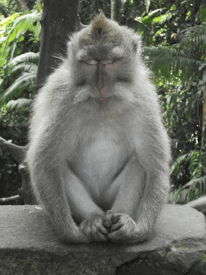 Cool Meditating Monkeys Pics - Images - Photos