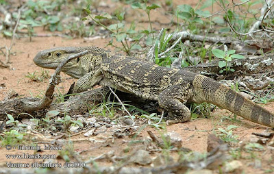 monitor garganta blanca Varanus albigularis