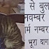 पूर्व मुख्य चुनाव आयुक्त की बिल्ली गोरखपुर जंक्शन से गायब, खोजने वाले को 11 हजार का इनाम