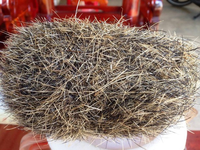 Một vật thể lạ trong bụng con lợn được Trung Quốc coi như báu vật, săn lùng với giá hàng tỷ đồng: Cơn sốt rộ lên <a href=