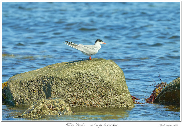 Allens Pond: ... and stops do not last...