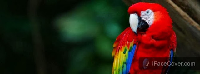 30+ Beautiful Cute Birds Facebook Cover Photos