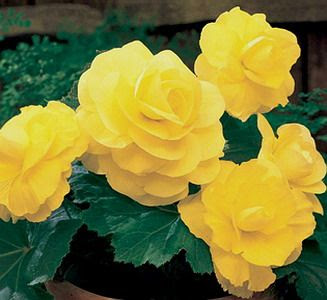 Yellow begonia