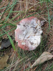 mushroom breaking thru the pine needles top view