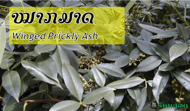 ໝາກມາດ Winged Prickly Ash, Zanthoxylum armatum DC. / Rutaceaeເປັນໄມ້ຟຸ່ມເຄືອ ຫຼື ໄມ້ຢືນຕົ້ນຂະໜາດນ້ອຍ, ໃບຫຼົ່ນຕາມລະດູການ. ກີ່ງງ່າ ແລະ ເສັ້ນກ່າງກາງໃບດ້າ