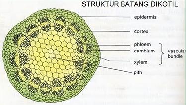  Struktur  dalam Batang  Berkayu Artikel Smua 21