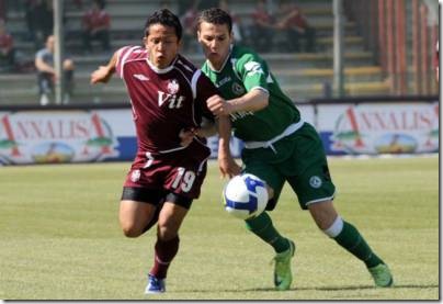 Merino avellino